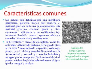 Características comunes
 Sus células son delimitas por una membrana
  plasmática, presenta núcleo que contiene el
  material genético en forma de cromosomas. Este
  material genético contiene genes y otros
  elementos codificantes y no codificantes (ej.:
  intrones). También poseen orgánulos celulares,
  como las mitocondrias y los ribosomas .
 Es heterótrofo y carece de cloroplasto, como los
  animales, obteniendo carbono y energía de otros
  seres vivos A semejanza de las plantas, los hongos         Esporas del
  poseen pared celular y vacuolas. Se reproducen de        hongo Agaricus
  forma sexual y asexual, y, como los helechos y         bisporus brotando.
  musgos, producen esporas. Debido a su ciclo vital,   Imagen de microscopio
                                                       electrónico de barrido.
  poseen núcleos haploides habitualmente, al igual
  que los musgos y las algas.
 