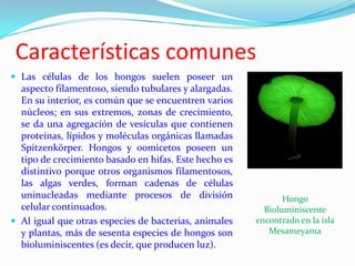 Características comunes
 Las células de los hongos suelen poseer un
  aspecto filamentoso, siendo tubulares y alargadas.
  En su interior, es común que se encuentren varios
  núcleos; en sus extremos, zonas de crecimiento,
  se da una agregación de vesículas que contienen
  proteínas, lípidos y moléculas orgánicas llamadas
  Spitzenkörper. Hongos y oomicetos poseen un
  tipo de crecimiento basado en hifas. Este hecho es
  distintivo porque otros organismos filamentosos,
  las algas verdes, forman cadenas de células
  uninucleadas mediante procesos de división                  Hongo
  celular continuados.                                   Bioluminiscente
 Al igual que otras especies de bacterias, animales   encontrado en la isla
  y plantas, más de sesenta especies de hongos son        Mesameyama
  bioluminiscentes (es decir, que producen luz).
 