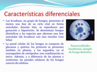 Características diferenciales
 Las levaduras, un grupo de hongos, presentan al
  menos una fase de su ciclo vital en forma
  unicelular; durante ésta, se reproducen por
  gemación o bipartición. Se denominan hongos
  dimórficos a las especies que alternan una fase
  unicelular (de levadura) con otra miceliar (con
  hifas)
 La pared celular de los hongos se compone de
  glucanos y quitina; los primeros se presentan       Paracoccidioides
  también en plantas, y los segundos, en el         brasiliensis, ejemplo
  exoesqueleto de artrópodos; esta combinación es   de hongo dimórfico
  única. Además, y a diferencia de las plantas y
  oomicetos, las paredes celulares de los hongos
  carecen de celulosa.
 