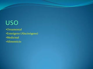 •Ornamental
•Enteógeno (Alucinógeno)
•Medicinal
•Alimenticio
 