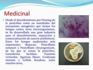 Medicinal
 Desde el descubrimiento por Fleming de
  la penicilina como un metabolito del
  mecanismo antagónico que tienen los
  hongos contra otros microorganismos,
  se ha desarrollado una gran industria
  para el descubrimiento, separación y
  comercialización de nuevos antibióticos.
  Entre los hongos medicinales más
  importantes    destacan:    Penicillium
  notatum y Penicillium chrysogenicum,
  de los que se extrae la penicilina,
  Ganoderma        lucidum,     Trametes
  versicolor, Agaricus blazei, Cordyceps
  sinensis y Grifola frondosa, entre
  muchos otros.
 