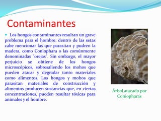 Contaminantes
 Los hongos contaminantes resultan un grave
problema para el hombre; dentro de las setas
cabe mencionar las que parasitan y pudren la
madera, como Coniophara o las comúnmente
denominadas "orejas". Sin embargo, el mayor
perjuicio se obtiene de los hongos
microscópicos, sobresaliendo los mohos que
pueden atacar y degradar tanto materiales
como alimentos. Los hongos y mohos que
parasitan materiales de construcción y
alimentos producen sustancias que, en ciertas   Árbol atacado por
concentraciones, pueden resultar tóxicas para     Coniopharas
animales y el hombre.
 