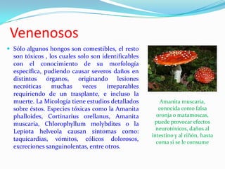 Venenosos
 Sólo algunos hongos son comestibles, el resto
  son tóxicos , los cuales solo son identificables
  con el conocimiento de su morfología
  específica, pudiendo causar severos daños en
  distintos órganos, originando lesiones
  necróticas     muchas      veces    irreparables
  requiriendo de un trasplante, e incluso la
  muerte. La Micología tiene estudios detallados         Amanita muscaria,
  sobre éstos. Especies tóxicas como la Amanita         conocida como falsa
  phalloides, Cortinarius orellanus, Amanita           oronja o matamoscas,
  muscaria, Chlorophyllum molybdites o la             puede provocar efectos
                                                       neurotóxicos, daños al
  Lepiota helveola causan síntomas como:
                                                     intestino y al riñón, hasta
  taquicardias, vómitos, cólicos dolorosos,            coma si se le consume
  excreciones sanguinolentas, entre otros.
 