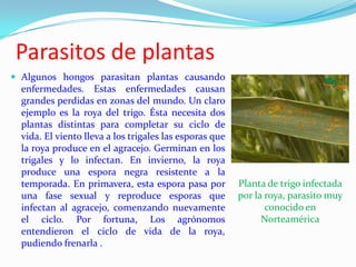 Parasitos de plantas
 Algunos hongos parasitan plantas causando
  enfermedades. Estas enfermedades causan
  grandes perdidas en zonas del mundo. Un claro
  ejemplo es la roya del trigo. Ésta necesita dos
  plantas distintas para completar su ciclo de
  vida. El viento lleva a los trigales las esporas que
  la roya produce en el agracejo. Germinan en los
  trigales y lo infectan. En invierno, la roya
  produce una espora negra resistente a la
  temporada. En primavera, esta espora pasa por          Planta de trigo infectada
  una fase sexual y reproduce esporas que                por la roya, parasito muy
  infectan al agracejo, comenzando nuevamente                   conocido en
  el ciclo. Por fortuna, Los agrónomos                         Norteamérica
  entendieron el ciclo de vida de la roya,
  pudiendo frenarla .
 