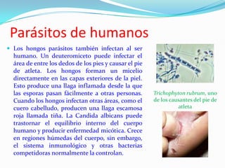 Parásitos de humanos
 Los hongos parásitos también infectan al ser
  humano. Un deuteromiceto puede infectar el
  área de entre los dedos de los pies y causar el pie
  de atleta. Los hongos forman un micelio
  directamente en las capas exteriores de la piel.
  Esto produce una llaga inflamada desde la que
  las esporas pasan fácilmente a otras personas.        Trichophyton rubrum, uno
  Cuando los hongos infectan otras áreas, como el       de los causantes del pie de
  cuero cabelludo, producen una llaga escamosa                    atleta
  roja llamada tiña. La Candida albicans puede
  trastornar el equilibrio interno del cuerpo
  humano y producir enfermedad micótica. Crece
  en regiones húmedas del cuerpo, sin embargo,
  el sistema inmunológico y otras bacterias
  competidoras normalmente la controlan.
 