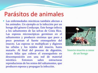 Parásitos de animales
 Las enfermedades micóticas también afectan a
  los animales. Un ejemplo es la infección por un
  hongo del género Cordyceps. Este hongo infecta
  a los saltamontes de las selvas de Costa Rica.
  Las esporas microscópicas germinan en el
  saltamontes y producen enzimas que poco a
  poco penetran el fuerte exoesqueleto del
  insecto. Las esporas se multiplican y digieren
  las células y los tejidos del insecto, hasta
  matarlo. Al final del proceso de digestión,         Insecto muerto a causa
  nacen hifas que cubren el exoesqueleto en                de un hongo
  descomposición con una red de material
  micótico.     Entonces      salen     estructuras
  reproductoras de los restos del saltamontes, que
  producen esporas y propagan la infección.
 