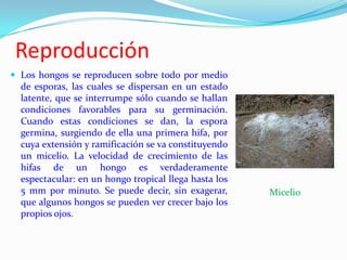 Reproducción
 Los hongos se reproducen sobre todo por medio
  de esporas, las cuales se dispersan en un estado
  latente, que se interrumpe sólo cuando se hallan
  condiciones favorables para su germinación.
  Cuando estas condiciones se dan, la espora
  germina, surgiendo de ella una primera hifa, por
  cuya extensión y ramificación se va constituyendo
  un micelio. La velocidad de crecimiento de las
  hifas de un hongo es verdaderamente
  espectacular: en un hongo tropical llega hasta los
  5 mm por minuto. Se puede decir, sin exagerar,       Micelio
  que algunos hongos se pueden ver crecer bajo los
  propios ojos.
 