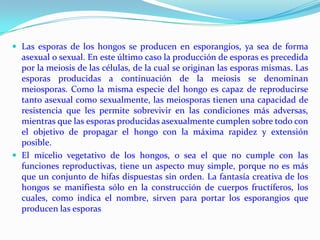  Las esporas de los hongos se producen en esporangios, ya sea de forma
  asexual o sexual. En este último caso la producción de esporas es precedida
  por la meiosis de las células, de la cual se originan las esporas mismas. Las
  esporas producidas a continuación de la meiosis se denominan
  meiosporas. Como la misma especie del hongo es capaz de reproducirse
  tanto asexual como sexualmente, las meiosporas tienen una capacidad de
  resistencia que les permite sobrevivir en las condiciones más adversas,
  mientras que las esporas producidas asexualmente cumplen sobre todo con
  el objetivo de propagar el hongo con la máxima rapidez y extensión
  posible.
 El micelio vegetativo de los hongos, o sea el que no cumple con las
  funciones reproductivas, tiene un aspecto muy simple, porque no es más
  que un conjunto de hifas dispuestas sin orden. La fantasía creativa de los
  hongos se manifiesta sólo en la construcción de cuerpos fructíferos, los
  cuales, como indica el nombre, sirven para portar los esporangios que
  producen las esporas
 