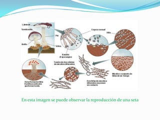 En esta imagen se puede observar la reproducción de una seta
 