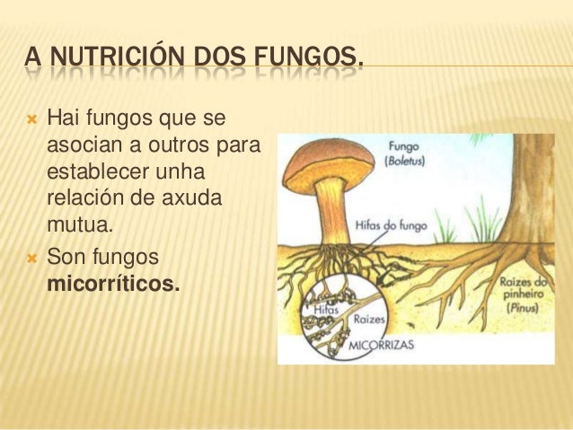 Hongos
