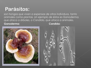 Parásitos:
son hongos que viven a expensas de otros individuos, tanto
animales como plantas. Un ejemplo de éstos es Ganoderma,
que ataca a árboles, o Candida, que ataca a animales.
Ganoderma: Candida:
 