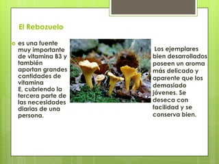 El Rebozuelo
 es una fuente
muy importante
de vitamina B3 y
también
aportan grandes
cantidades de
vitamina
E, cubriendo la
tercera parte de
las necesidades
diarias de una
persona.
Los ejemplares
bien desarrollados
poseen un aroma
más delicado y
aparente que los
demasiado
jóvenes. Se
deseca con
facilidad y se
conserva bien.
 