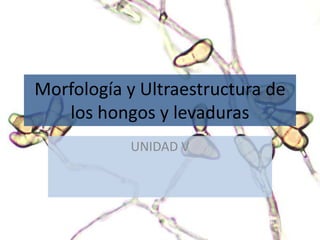 Morfología y Ultraestructura de
los hongos y levaduras
UNIDAD V
 