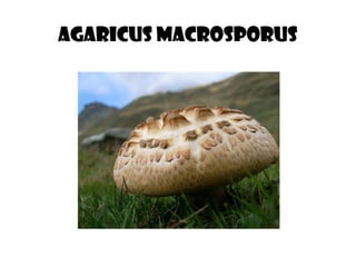 Agaricus macrosporus
 