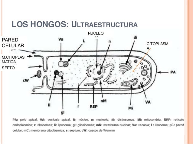 Hongos