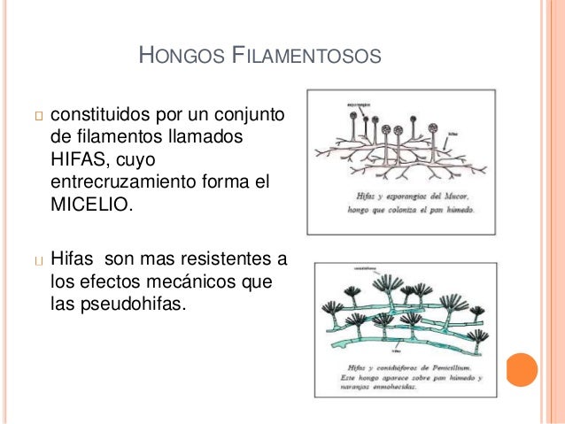 Hongos