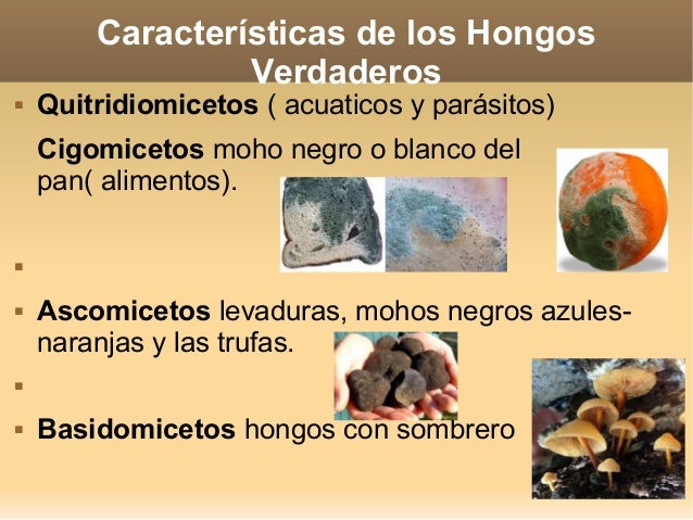 El tratamiento del hongo entre los dedos de los pies el foro