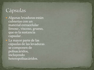  Algunas levaduras están 
cubiertas con un 
material extracelular 
limoso , viscoso, grueso, 
que es la sustancia 
capsular . 
 La mayor parte de las 
cápsulas de las levaduras 
se componen de 
polisacáridos, 
incluyendo 
heteropolisacáridos. 
 