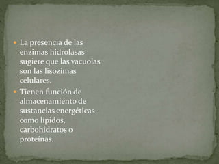  La presencia de las 
enzimas hidrolasas 
sugiere que las vacuolas 
son las lisozimas 
celulares. 
 Tienen función de 
almacenamiento de 
sustancias energéticas 
como lípidos, 
carbohidratos o 
proteínas. 
 