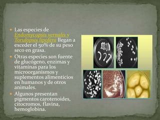  Las especies de 
Endomycopsis vernalis y 
Torulopsis lipofera llegan a 
exceder el 50% de su peso 
seco en grasa. 
 Otras especies son fuente 
de glucógeno, enzimas y 
vitaminas para los 
microorganismos y 
suplementos alimenticios 
en humanos y de otros 
animales. 
 Algunos presentan 
pigmentos carotenoides, 
citocromos, flavina, 
hemoglobina. 
 