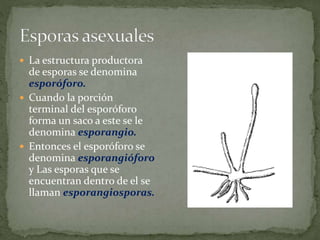  La estructura productora 
de esporas se denomina 
esporóforo. 
 Cuando la porción 
terminal del esporóforo 
forma un saco a este se le 
denomina esporangio. 
 Entonces el esporóforo se 
denomina esporangióforo 
y Las esporas que se 
encuentran dentro de el se 
llaman esporangiosporas. 
 
