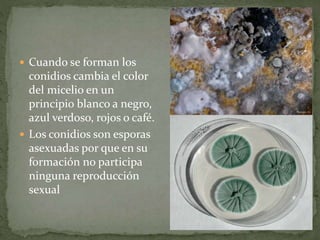  Cuando se forman los 
conidios cambia el color 
del micelio en un 
principio blanco a negro, 
azul verdoso, rojos o café. 
 Los conidios son esporas 
asexuadas por que en su 
formación no participa 
ninguna reproducción 
sexual 
 