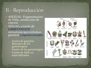  ASEXUAL: Fragmentación 
de Hifas, producción de 
esporas 
 SEXUAL: a través de 
GAMETANGIOS 
estructuras que embolsan 
gametos y esporas sexuales 
. 
 Fusión de gametos 
liberados de los 
gametángios. 
 Fusión de los gametángios. 
 Fusión de hifas no 
especializadas. 
 