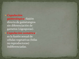  Copulación 
gametángica: fusión 
directa de gametangios 
sin diferenciación de 
gametos (zigosporas). 
 Copulación somática: 
es la fusión sexual de 
células vegetativas (hifas 
no reproductoras) 
indiferenciadas. 
 