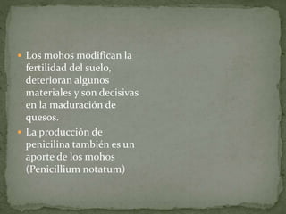  Los mohos modifican la 
fertilidad del suelo, 
deterioran algunos 
materiales y son decisivas 
en la maduración de 
quesos. 
 La producción de 
penicilina también es un 
aporte de los mohos 
(Penicillium notatum) 
 