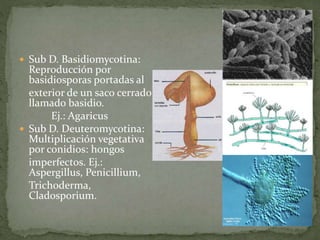  Sub D. Basidiomycotina: 
Reproducción por 
basidiosporas portadas al 
exterior de un saco cerrado 
llamado basidio. 
Ej.: Agaricus 
 Sub D. Deuteromycotina: 
Multiplicación vegetativa 
por conidios: hongos 
imperfectos. Ej.: 
Aspergillus, Penicillium, 
Trichoderma, 
Cladosporium. 
 