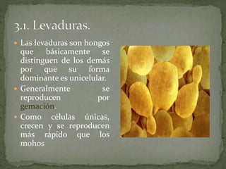  Las levaduras son hongos 
que básicamente se 
distinguen de los demás 
por que su forma 
dominante es unicelular. 
 Generalmente se 
reproducen por 
gemación. 
 Como células únicas, 
crecen y se reproducen 
más rápido que los 
mohos 
 