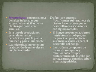  Mycorrhizas: son un sistema 
de raíces infectadas que 
surgen de las raicillas de las 
plantas que producen 
semillas. 
 Este tipo de asociaciones 
generalmente son 
beneficiosos para la planta 
huésped y para el simbionte. 
 Las micorrizas incrementan 
la absorción de minerales en 
las plantas verdes. 
Trufas: son cuerpos 
fructificantes subterráneos de 
ciertos Ascomycetes que se 
desarrollan en asociaciones 
con algunos árboles. 
 El hongo proporciona, ciertos 
nutrientes al árbol que, en 
reciprocidad proporciona 
sustancias esenciales para el 
desarrollo del hongo. 
 Las trufas se componen de 
masas de ascosporas y 
micelios cubiertos por 
protuberancias de micelio con 
corteza gruesa, con olor, sabor 
y textura gradables. 
 