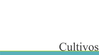 Cultivos 
 