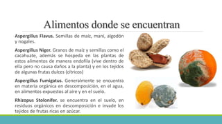 Alimentos donde se encuentran 
Aspergillus Flavus. Semillas de maíz, maní, algodón 
y nogales. 
Aspergillus Niger. Granos de maíz y semillas como el 
cacahuate, además se hospeda en las plantas de 
estos alimentos de manera endofila (vive dentro de 
ella pero no causa daños a la planta) y en los tejidos 
de algunas frutas dulces (cítricos) 
Aspergillus Fumigatus. Generalmente se encuentra 
en materia orgánica en descomposición, en el agua, 
en alimentos expuestos al aire y en el suelo. 
Rhizopus Stolonifer. se encuentra en el suelo, en 
residuos orgánicos en descomposición e invade los 
tejidos de frutas ricas en azúcar. 
 