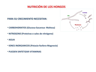 NUTRICIÓN DE LOS HONGOS
PARA SU CRECIMIENTO NECESITAN:
• CARBOHIDRATOS (Glucosa-Sacarosa- Maltosa)
• NITROGENO (Proteínas o sales de nitrógeno)
• AGUA
• IONES INORGANICOS (Potasio-fosforo-Magnesio)
• PUEDEN SINTETIZAR VITAMINAS
 