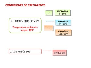 CONDICIONES DE CRECIMIENTO
1. CRECEN ENTRE 0° Y 55°
Temperatura ambiente:
Aprox. 28°C
2. SON ACIDÓFILOS
PSICRÓFILO
0 - 25°C
PSICRÓFILO
0 - 25°C
MESÓFILO
25 - 40°C
MESÓFILO
25 - 40°C
TERMÓFILO
40 - 55°C
TERMÓFILO
40 - 55°C
pH: 5.6-6.8pH: 5.6-6.8
 