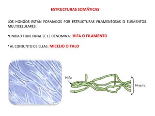 ESTRUCTURAS SOMÁTICAS
LOS HONGOS ESTÁN FORMADOS POR ESTRUCTURAS FILAMENTOSAS O ELEMENTOS
MULTICELULARES:
•UNIDAD FUNCIONAL SE LE DENOMINA: HIFA O FILAMENTO
• AL CONJUNTO DE ELLAS: MICELIO O TALO
Hifa
 