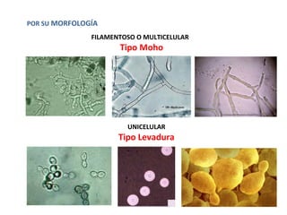 POR SU MORFOLOGÍA
FILAMENTOSO O MULTICELULAR
Tipo Moho
UNICELULAR
Tipo Levadura
 