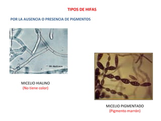 POR LA AUSENCIA O PRESENCIA DE PIGMENTOS
MICELIO HIALINO
(No tiene color)
MICELIO PIGMENTADO
(Pigmento marrón)
TIPOS DE HIFAS
 