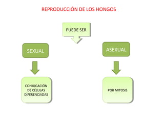 REPRODUCCIÓN DE LOS HONGOS
PUEDE SERPUEDE SER
SEXUAL ASEXUAL
CONJUGACIÓN
DE CÉLULAS
DIFERENCIADAS
CONJUGACIÓN
DE CÉLULAS
DIFERENCIADAS
POR MITOSISPOR MITOSIS
 