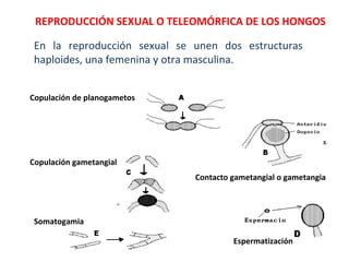 Copulación de planogametos
Contacto gametangial o gametangia
Copulación gametangial
Espermatización
Somatogamia
REPRODUCCIÓN SEXUAL O TELEOMÓRFICA DE LOS HONGOS
En la reproducción sexual se unen dos estructuras
haploides, una femenina y otra masculina.
 