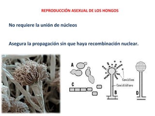 No requiere la unión de núcleos
Asegura la propagación sin que haya recombinación nuclear.
REPRODUCCIÓN ASEXUAL DE LOS HONGOS
 