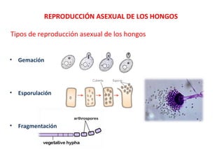 Tipos de reproducción asexual de los hongos
• Gemación
• Esporulación
• Fragmentación
REPRODUCCIÓN ASEXUAL DE LOS HONGOS
 