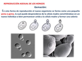 REPRODUCCIÓN ASEXUAL DE LOS HONGOS
Gemación:
En esta forma de reproducción el nuevo organismo se forma como una pequeña
yema o gema, la cual puede desprenderse de la célula madre convirtiéndose en un
nuevo individuo o bien permanecer unida a la célula madre y formar una colonia
 