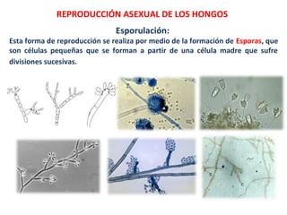 Esporulación:
Esta forma de reproducción se realiza por medio de la formación de Esporas, que
son células pequeñas que se forman a partir de una célula madre que sufre
divisiones sucesivas.
REPRODUCCIÓN ASEXUAL DE LOS HONGOS
 