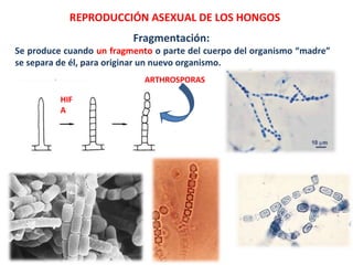 Fragmentación:
Se produce cuando un fragmento o parte del cuerpo del organismo “madre”
se separa de él, para originar un nuevo organismo.
REPRODUCCIÓN ASEXUAL DE LOS HONGOS
HIF
A
ARTHROSPORAS
 