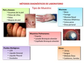 MÉTODOS DIAGNÓSTICOS DE LABORATORIO
Tipo de Muestra:
Otros:
• Orina
• Sangre
• Médula Ósea
• Catéteres, Sondas
Otros:
• Orina
• Sangre
• Médula Ósea
• Catéteres, Sondas
Mucosas:
• Boca
• Faringe
• Mucosa Nasal
• Mucosa Oftálmica
• Vulva-pene
• Área perianal
Mucosas:
• Boca
• Faringe
• Mucosa Nasal
• Mucosa Oftálmica
• Vulva-pene
• Área perianal
Muestras Pulmonares:
• Esputo
• Lavado Bronquio-alveolar
• Cepillado Bronquio-alveolar
Muestras Pulmonares:
• Esputo
• Lavado Bronquio-alveolar
• Cepillado Bronquio-alveolar
Fluidos Biológicos:
• LCR
• Líquido Sinovial
• Líquido Pleural
• Exudados
Fluidos Biológicos:
• LCR
• Líquido Sinovial
• Líquido Pleural
• Exudados
Piel y Anexos:
• Escamas de la piel
• Polvo de Uñas
• Pelos
• Biopsia de piel
Piel y Anexos:
• Escamas de la piel
• Polvo de Uñas
• Pelos
• Biopsia de piel
 