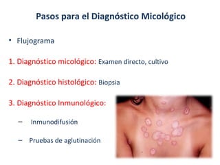 Pasos para el Diagnóstico Micológico
• Flujograma
1. Diagnóstico micológico: Examen directo, cultivo
2. Diagnóstico histológico: Biopsia
3. Diagnóstico Inmunológico:
– Inmunodifusión
– Pruebas de aglutinación
 