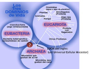 ?
LUCA (del ingles:
Last Universal Cellular Ancestor)
 