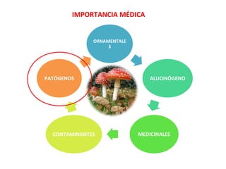 IMPORTANCIA MÉDICA
ORNAMENTALE
S
ALUCINÓGENO
MEDICINALESCONTAMINANTES
PATÓGENOS
 